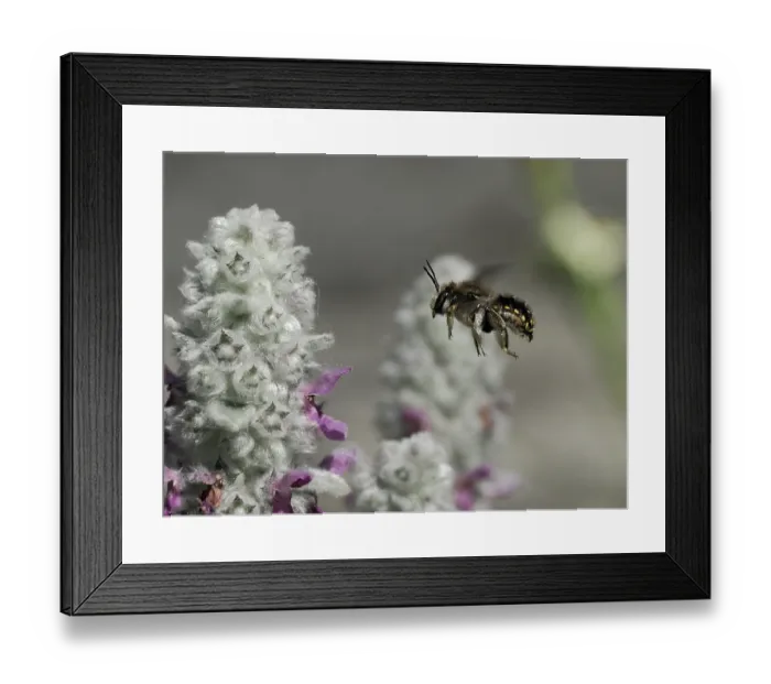 Framed Print : Wool carder bee (Anthidium manicatum) flying towards Lambs-ear (Stachys byzantina) flower in garden, London, England, UK. June Framed Print : Wool carder bee (Anthidium manicatum) flying towards Lambs-ear (Stachys byzantina) flower in garden, London, England, UK. June