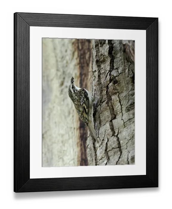 Framed Print : Treecreeper (Certhia familiaris) perched on tree trunk close to nest with food in beak, London, England, UK. May Framed Print : Treecreeper (Certhia familiaris) perched on tree trunk close to nest with food in beak, London, England, UK. May