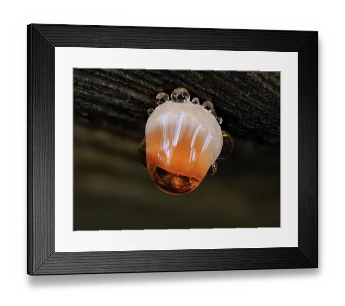 Framed Print : Wrinkled peach fungus (Rhodotus palmatus) emerging from Elm log, Hertfordshire, England, UK. November. Focus stacked Framed Print : Wrinkled peach fungus (Rhodotus palmatus) emerging from Elm log, Hertfordshire, England, UK. November. Focus stacked