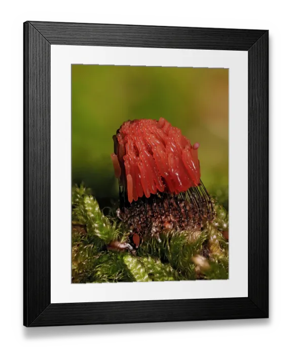 Framed Print : Slime mould (Stemonitis virginiensis) getting darker in colour as it matures, Buckinghamshire, England, UK. October. Focus stacked. Sequence 2 of 3 Framed Print : Slime mould (Stemonitis virginiensis) getting darker in colour as it matures, Buckinghamshire, England, UK. October. Focus stacked. Sequence 2 of 3