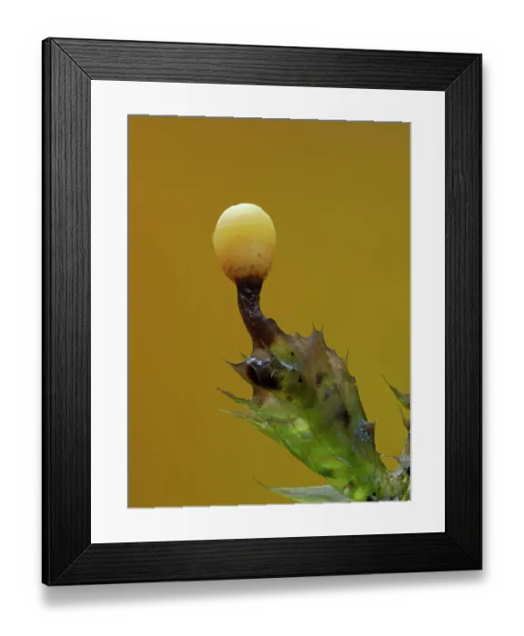 Framed Print : Slime mould (Trichia varia) single sporangia on moss, Buckinghamshire, England, UK. November. Focus stacked Framed Print : Slime mould (Trichia varia) single sporangia on moss, Buckinghamshire, England, UK. November. Focus stacked