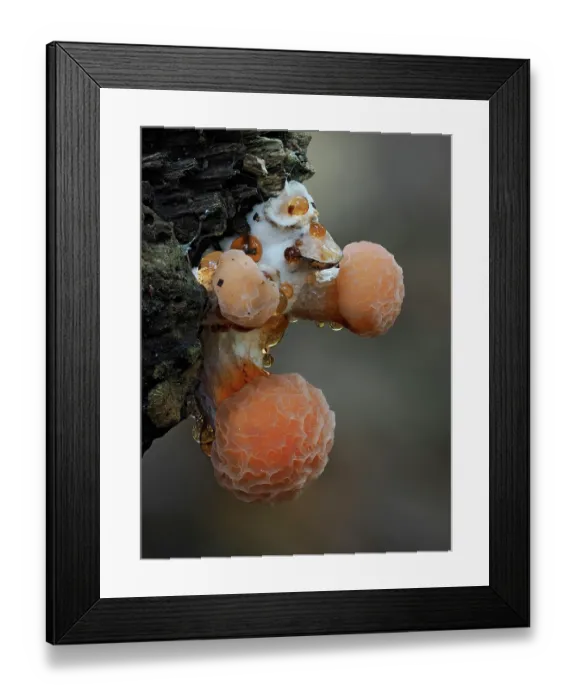 Framed Print : Wrinkled peach fungi (Rhodotus palmatus) growing from end of broken Elm log showing characteristic guttation and wrinkled cap, Hertfordshire, England, UK. November. Focus stacked Framed Print : Wrinkled peach fungi (Rhodotus palmatus) growing from end of broken Elm log showing characteristic guttation and wrinkled cap, Hertfordshire, England, UK. November. Focus stacked