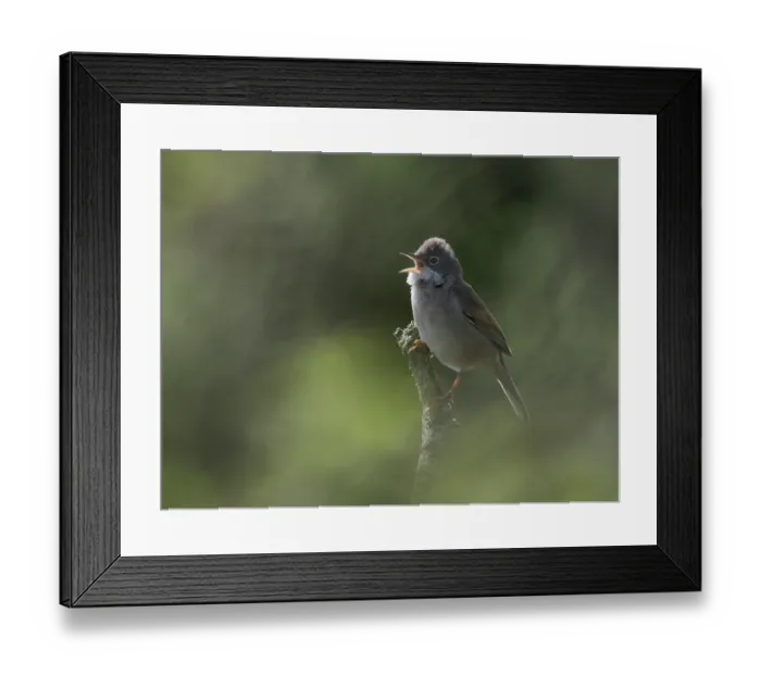Framed Print : Common whitethroat (Sylvia Communis) perched on branch singing, Essex, England, UK. April Framed Print : Common whitethroat (Sylvia Communis) perched on branch singing, Essex, England, UK. April