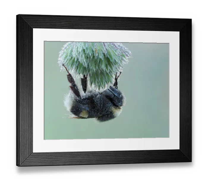 Framed Print : White tailed bumblebee (Bombus lucorum) roosting on grass seedhead at dawn with dew, Hertfordshire, England, UK. June. Focus stacked