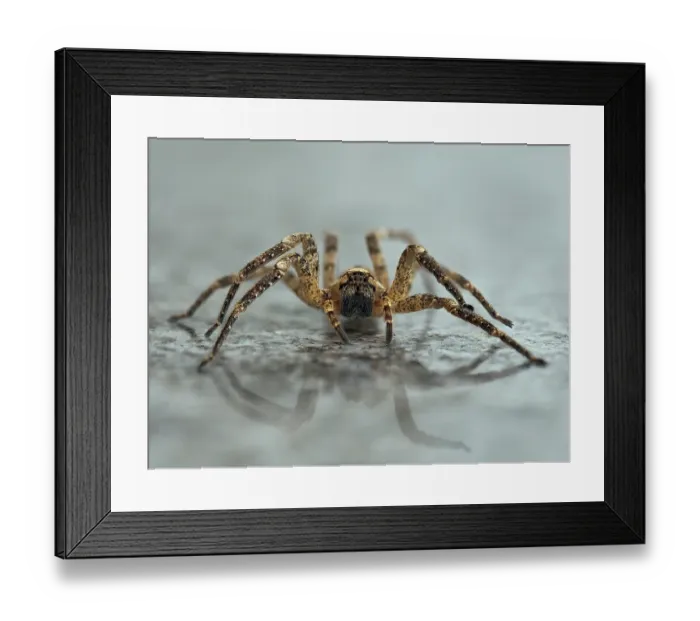 Framed Print : False wolf spider (Zoropsis spinimana) portrait, London, England, UK. October. Focus stacked Framed Print : False wolf spider (Zoropsis spinimana) portrait, London, England, UK. October. Focus stacked