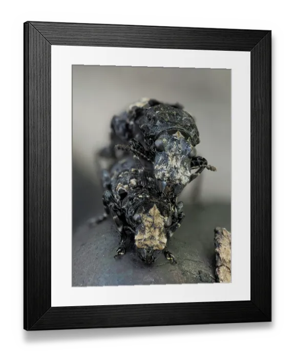 Framed Print : Scarce fungus weevils (Platyrhinus resinosus) mating pair on top of Cramp ball fungus (Daldinia concentrica) Hertfordshire, England, UK. April. Focus stacked Framed Print : Scarce fungus weevils (Platyrhinus resinosus) mating pair on top of Cramp ball fungus (Daldinia concentrica) Hertfordshire, England, UK. April. Focus stacked