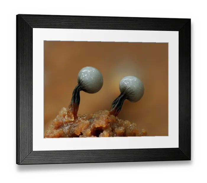 Framed Print : Slime mould (Cribraria rufa) immature sporangia just starting to develop on rotten log, Buckinghamshire, England, UK. October. Focus stacked Framed Print : Slime mould (Cribraria rufa) immature sporangia just starting to develop on rotten log, Buckinghamshire, England, UK. October. Focus stacked