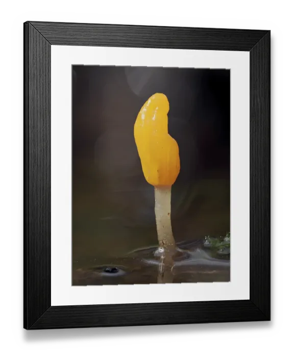 Framed Print : Bog beacon fungus (Mitrula paludosa) growing in wet boggy ground, Buckinghamshire, England, UK. April. Focus stacked Framed Print : Bog beacon fungus (Mitrula paludosa) growing in wet boggy ground, Buckinghamshire, England, UK. April. Focus stacked