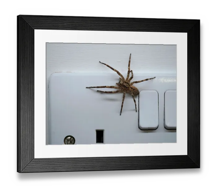 Framed Print : False wolf spider (Zoropsis spinimana) on a plug socket inside a house, London, England, UK. October Framed Print : False wolf spider (Zoropsis spinimana) on a plug socket inside a house, London, England, UK. October