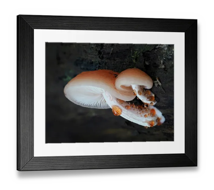 Framed Print : Wrinkled peach fungus (Rhodotus palmatus) mature fungus growing from Elm log showing characteristic guttation, Hertfordshire, England, UK. November. Focus stacked Framed Print : Wrinkled peach fungus (Rhodotus palmatus) mature fungus growing from Elm log showing characteristic guttation, Hertfordshire, England, UK. November. Focus stacked