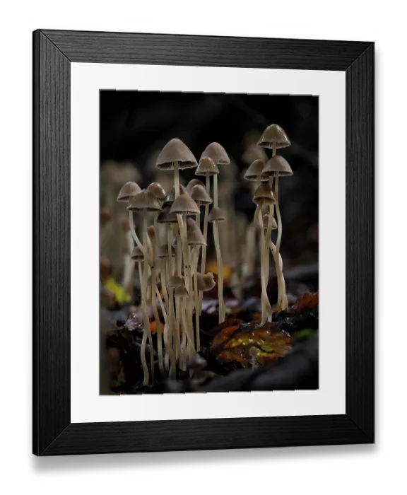 Framed Print : Conical brittlestem fungi (Parasola conopilus) growing among fallen deciduous leaves, Buckinghamshire, England, UK. October. Focus stacked Framed Print : Conical brittlestem fungi (Parasola conopilus) growing among fallen deciduous leaves, Buckinghamshire, England, UK. October. Focus stacked