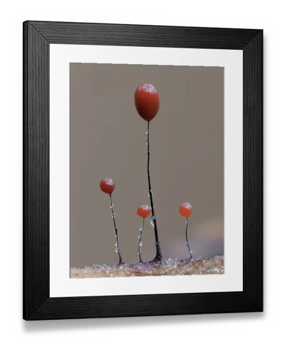 Framed Print : Slime mould (Comatrichia alta) group showing variation in height from 2mm to 7mm tall, Buckinghamshire, England, UK. December. Focus stacked Framed Print : Slime mould (Comatrichia alta) group showing variation in height from 2mm to 7mm tall, Buckinghamshire, England, UK. December. Focus stacked