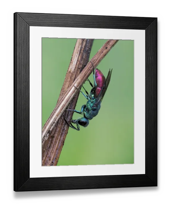 Framed Print : Cuckoo wasp (Chrysis ignita) sleeping on dead grass stem, Hertfordshire, England, UK. May. Focus stacked Framed Print : Cuckoo wasp (Chrysis ignita) sleeping on dead grass stem, Hertfordshire, England, UK. May. Focus stacked