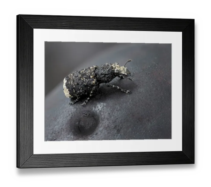 Framed Print : Scarce fungus weevil (Platyrhinus resinosus) resting on top of Cramp ball fungus (Daldinia concentrica) Hertfordshire, England, UK. April. Focus stacked Framed Print : Scarce fungus weevil (Platyrhinus resinosus) resting on top of Cramp ball fungus (Daldinia concentrica) Hertfordshire, England, UK. April. Focus stacked