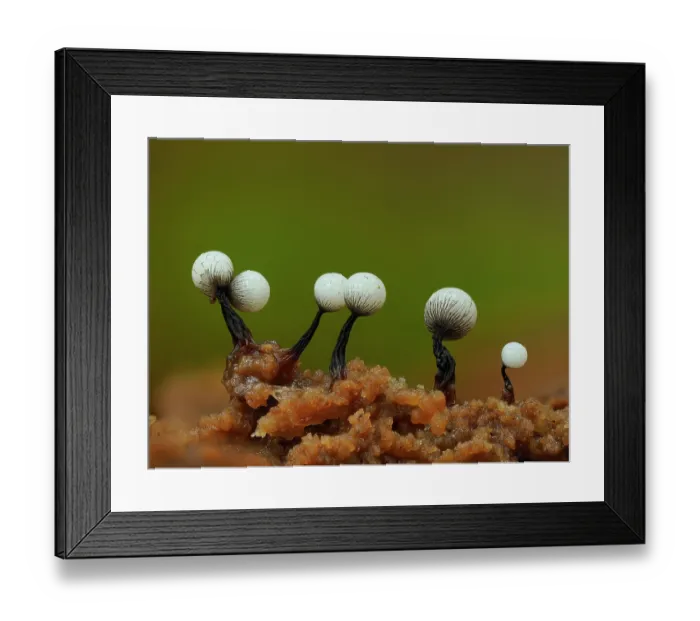 Framed Print : Slime mould (Cribraria rufa) immature sporangia with peridial net starting to form, Buckinghamshire, England, UK. October. Focus stacked Framed Print : Slime mould (Cribraria rufa) immature sporangia with peridial net starting to form, Buckinghamshire, England, UK. October. Focus stacked