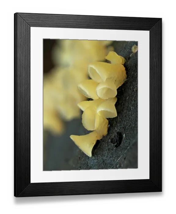 Framed Print : Cup fungi (Calyptella campanula) growing on dead Beech tree, Buckinghamshire, England, UK. December. Focus stacked Framed Print : Cup fungi (Calyptella campanula) growing on dead Beech tree, Buckinghamshire, England, UK. December. Focus stacked
