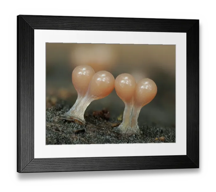 Framed Print : Slime mould (Hemitrichia calyculata) immature sporangia starting to develop, Buckinghamshire, England, UK. October. Focus stacked Framed Print : Slime mould (Hemitrichia calyculata) immature sporangia starting to develop, Buckinghamshire, England, UK. October. Focus stacked