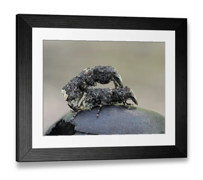 Framed Print : Scarce fungus weevils (Platyrhinus resinosus) mating pair on top of Cramp ball fungus (Daldinia concentrica) Hertfordshire, England, UK. April. Focus stacked Framed Print : Scarce fungus weevils (Platyrhinus resinosus) mating pair on top of Cramp ball fungus (Daldinia concentrica) Hertfordshire, England, UK. April. Focus stacked