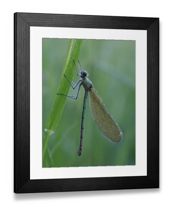 Framed Print : RF - Banded demoiselle (Calopteryx splendens) female, resting on blade of grass at dawn, covered with dew, Hertfordshire, England, UK. June. Focus stacked Framed Print : RF - Banded demoiselle (Calopteryx splendens) female, resting on blade of grass at dawn, covered with dew, Hertfordshire, England, UK. June. Focus stacked