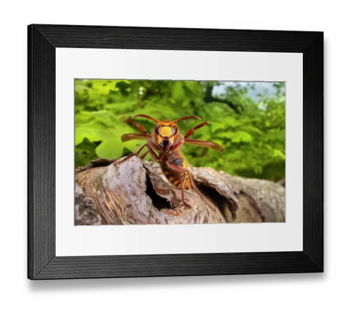 Framed Print : European hornet (Vespa crabro) resting on tree branch in oak woodland, Peak District National Park, Derbyshire, England, UK. May Framed Print : European hornet (Vespa crabro) resting on tree branch in oak woodland, Peak District National Park, Derbyshire, England, UK. May