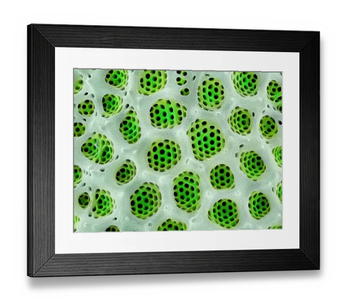 Framed Print : Close up detail of pores (areolae) on a valve of a Diatom (Actinoptychus heliopelta) Framed Print : Close up detail of pores (areolae) on a valve of a Diatom (Actinoptychus heliopelta)