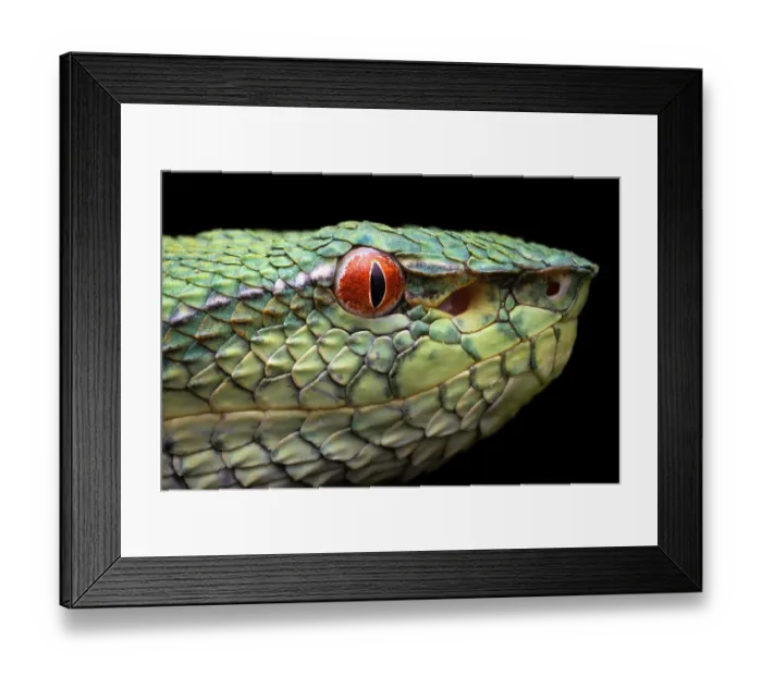 Framed Print : Bornean keeled pit viper (Tropidolaemus subannulatus) head portrait, Sandakan, Sabah, Borneo. Focus stacked Framed Print : Bornean keeled pit viper (Tropidolaemus subannulatus) head portrait, Sandakan, Sabah, Borneo. Focus stacked