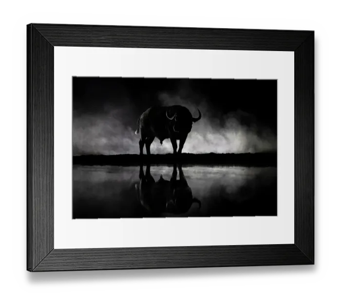 Framed Print : Cape buffalo (Syncerus caffer) standing next to waterhole at night, Shompole conservancy, Kenya Framed Print : Cape buffalo (Syncerus caffer) standing next to waterhole at night, Shompole conservancy, Kenya