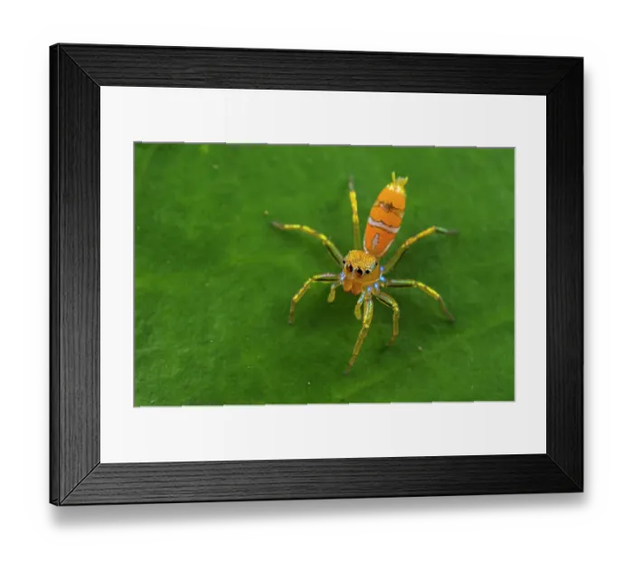 Framed Print : Green ant hunter jumping spider (Cosmophasis bitaeniata) resting on a leaf, Australia Framed Print : Green ant hunter jumping spider (Cosmophasis bitaeniata) resting on a leaf, Australia