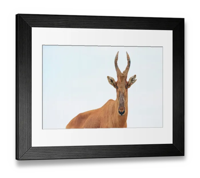 Framed Print : Lelwel hartebeest (Alcelaphus buselaphus lelwel) portrait, Murchison Falls National Park, Uganda. Endangered Framed Print : Lelwel hartebeest (Alcelaphus buselaphus lelwel) portrait, Murchison Falls National Park, Uganda. Endangered