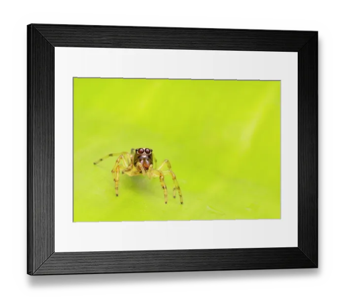Framed Print : Jumping spider (Salticidae) portrait, Yasuni National Park, Amazonian Ecuador