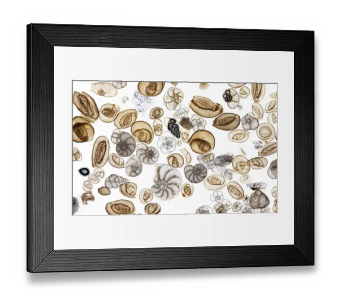 Framed Print : Foraminifera from the Adriatic Sea, imaged from an antique microscope slide over 100 years old. Foraminifera are amoeba-like single-celled organisms