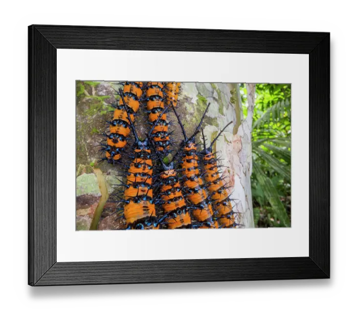 Framed Print : Group of Prola beauty (Panacea prola) caterpillars, clustered together on a tree trunk, Yasuni National Park, Amazonian Ecuador. Focus-stacked Framed Print : Group of Prola beauty (Panacea prola) caterpillars, clustered together on a tree trunk, Yasuni National Park, Amazonian Ecuador. Focus-stacked