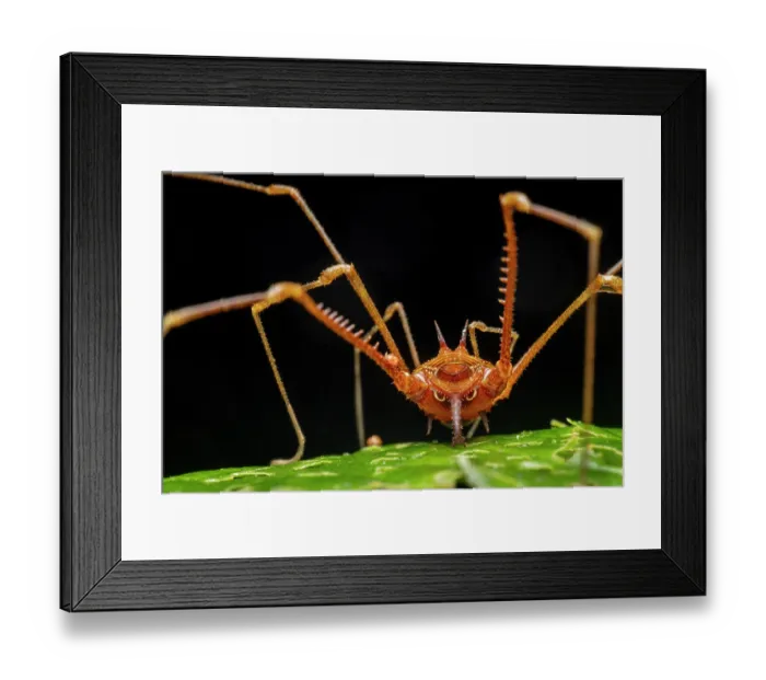 Framed Print : Cranaid harvestman (Cranaidae) close up portrait, rear view, Kapari cloud forest, Choco, Pacific slope, Ecuador Framed Print : Cranaid harvestman (Cranaidae) close up portrait, rear view, Kapari cloud forest, Choco, Pacific slope, Ecuador