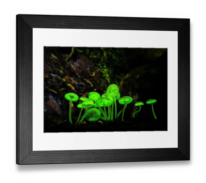 Framed Print : Bioluminescent mushrooms (Favolaschia manipularis) glowing at night, Sabah, Borneo, Malaysia Framed Print : Bioluminescent mushrooms (Favolaschia manipularis) glowing at night, Sabah, Borneo, Malaysia