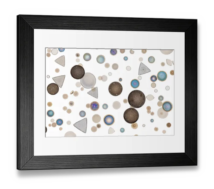 Framed Print : Diatoms isolated from North Sea mud, Cuxhaven. Preparded by Johann Diedrich Moller circa 1875 Framed Print : Diatoms isolated from North Sea mud, Cuxhaven. Preparded by Johann Diedrich Moller circa 1875