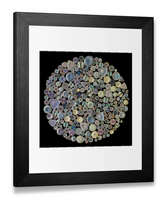 Framed Print : A circular arrangement of 226 diatoms on a Victorian-era antique microscope slide, produced by Watson & Sons of High Holburn, London. Diatoms sourced from St Peter, Hungary