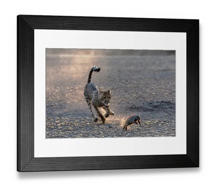 Framed Print : Cheetah (Acinonyx jubatus) cub chasing Banded mongoose (Mungos mungo) in evening light, Mashatu game reserve, Botswana Framed Print : Cheetah (Acinonyx jubatus) cub chasing Banded mongoose (Mungos mungo) in evening light, Mashatu game reserve, Botswana