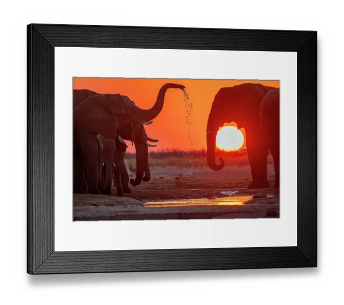 Framed Print : African elephants (Loxodonta africana) herd drinking from waterhole at sunset, Savute Game Reserve. Chobe National Park, Botswana. Endangered Framed Print : African elephants (Loxodonta africana) herd drinking from waterhole at sunset, Savute Game Reserve. Chobe National Park, Botswana. Endangered