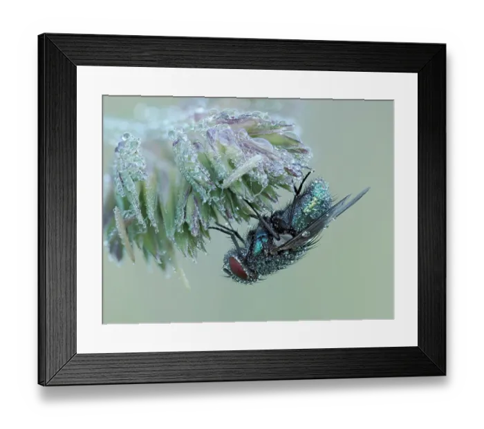 Framed Print : Common green bottle fly (Lucilia sericata) roosting at dawn covered in dew, Hertfordshire, England, UK. June. Focus stacked Framed Print : Common green bottle fly (Lucilia sericata) roosting at dawn covered in dew, Hertfordshire, England, UK. June. Focus stacked