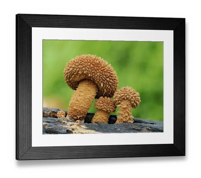 Framed Print : Spiky fungi (Flammulaster muricatus) starting to develop, Buckinghamshire, England, UK. October. Focus stacked Framed Print : Spiky fungi (Flammulaster muricatus) starting to develop, Buckinghamshire, England, UK. October. Focus stacked