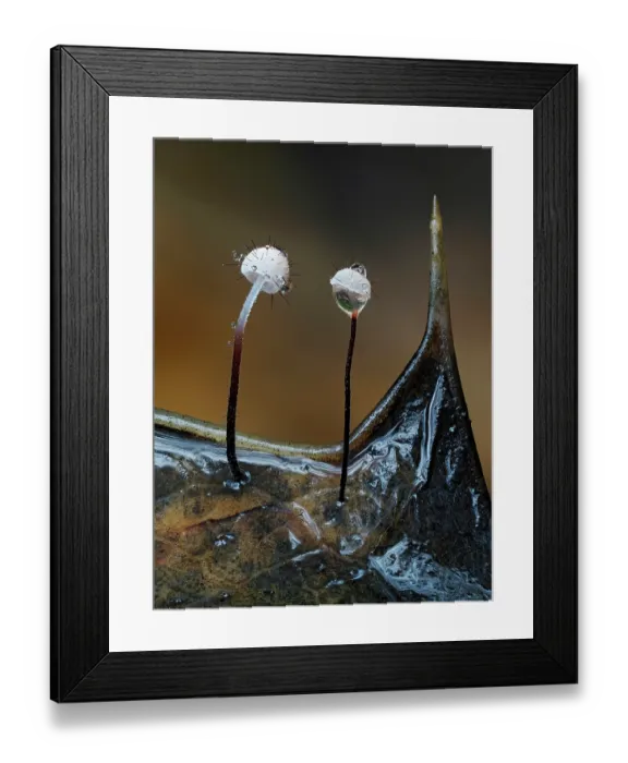 Framed Print : Holly parachute (Marasmius hudsonii) fungi growing on decaying Holly leaf after rain, Buckinghamshire, England, UK. November. Focus stacked Framed Print : Holly parachute (Marasmius hudsonii) fungi growing on decaying Holly leaf after rain, Buckinghamshire, England, UK. November. Focus stacked
