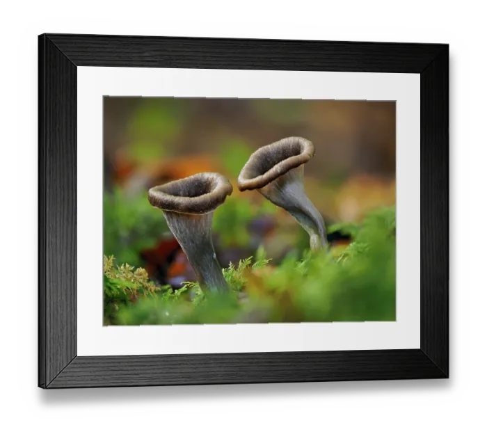 Framed Print : Horn of plenty fungi (Craterellus cornucopioides) growing among moss on woodland floor, Buckinghamshire, England, UK. October. Focus stacked Framed Print : Horn of plenty fungi (Craterellus cornucopioides) growing among moss on woodland floor, Buckinghamshire, England, UK. October. Focus stacked