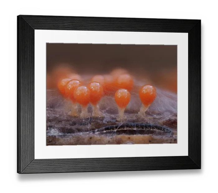Framed Print : Slime mould (Hemitrichia decipiens) group of sporangia covered in sticky web of Fungu gnat (Mycetophilidae sp) the larvae can be seen in the foreground, Buckinghamshire, England Framed Print : Slime mould (Hemitrichia decipiens) group of sporangia covered in sticky web of Fungu gnat (Mycetophilidae sp) the larvae can be seen in the foreground, Buckinghamshire, England