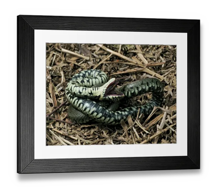 Framed Print : Grass snake (Natrix natrix) feigning death after being disturbed, Buckinghamshire, England, UK. April Framed Print : Grass snake (Natrix natrix) feigning death after being disturbed, Buckinghamshire, England, UK. April