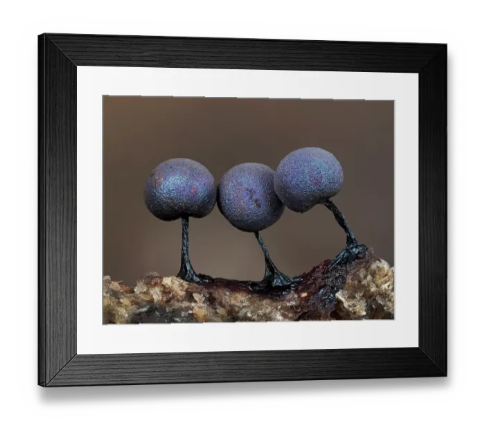 Framed Print : RF - Slime mould (Lamproderma violaceum) close up of three sporangia, Buckinghamshire, England, UK. November. Focus stacked Framed Print : RF - Slime mould (Lamproderma violaceum) close up of three sporangia, Buckinghamshire, England, UK. November. Focus stacked