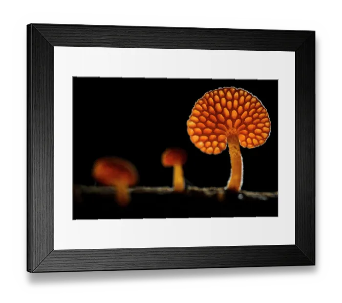 Framed Print : Orange pore fungus (Favolaschia claudopus), fruiting body growing on a fallen tree branch, Genoa, Italy. November Framed Print : Orange pore fungus (Favolaschia claudopus), fruiting body growing on a fallen tree branch, Genoa, Italy. November