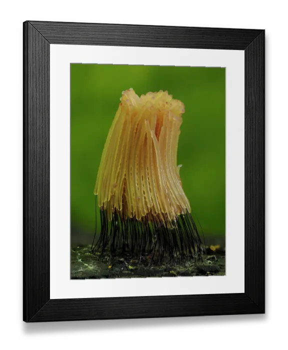 Framed Print : RF - Slime mould (Stemonitis sp.) showing bright yellow colour, darkening as it begins to mature, Buckinghamshire, England, UK. September. Focus stacked Framed Print : RF - Slime mould (Stemonitis sp.) showing bright yellow colour, darkening as it begins to mature, Buckinghamshire, England, UK. September. Focus stacked