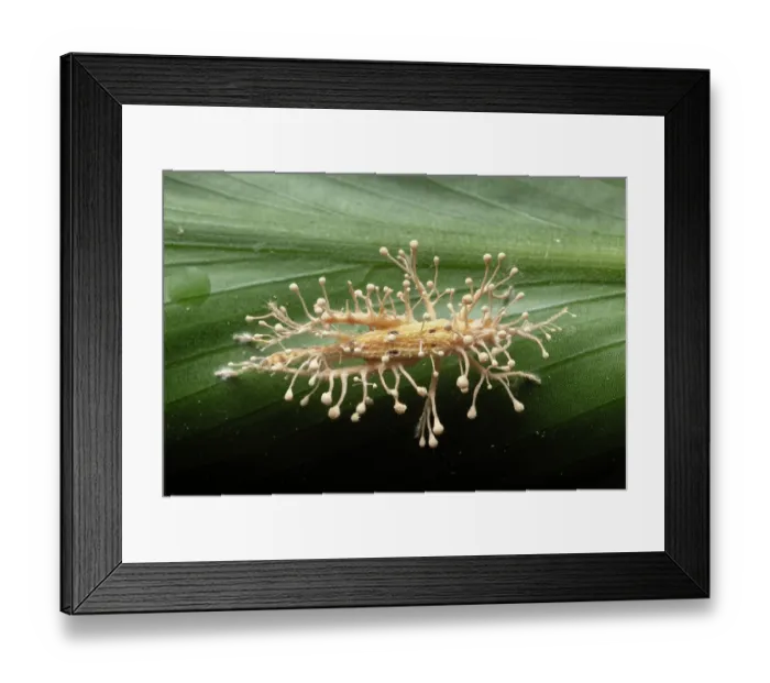 Framed Print : Cordyceps fungus erupting from its host, a cricket (possibly Eneopterinae), Kapari cloud forest, Choco, Pacific slope, Ecuador. Focus-stacked Framed Print : Cordyceps fungus erupting from its host, a cricket (possibly Eneopterinae), Kapari cloud forest, Choco, Pacific slope, Ecuador. Focus-stacked