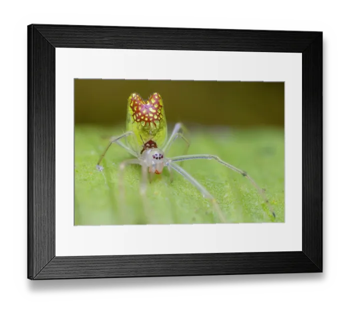 Framed Print : Mirror-ball Spider (Thwaitesia sp.) portrait, cloud forest near Mindo, upper Pacific slope, Ecuador. Focus-stacked Framed Print : Mirror-ball Spider (Thwaitesia sp.) portrait, cloud forest near Mindo, upper Pacific slope, Ecuador. Focus-stacked
