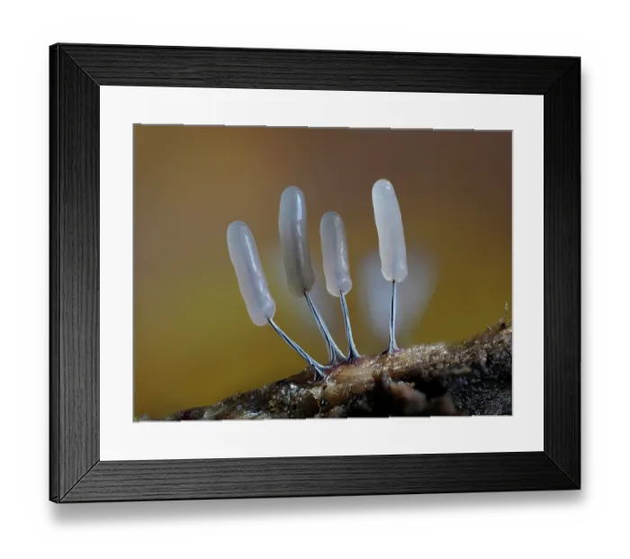 Framed Print : RF - Slime mould (Stemonitopsis typhina) newly developed small cluster, Buckinghamshire, England, UK. October. Focus stacked Framed Print : RF - Slime mould (Stemonitopsis typhina) newly developed small cluster, Buckinghamshire, England, UK. October. Focus stacked
